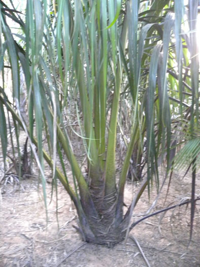Oenocarpus distichus 1.jpg
